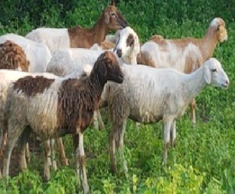 Sheep rearing business