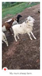 images/sheep_farm_msg.jpg